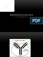 MADURACION DE CELULAS B.pptx