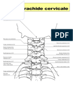 Rachide Cervicale