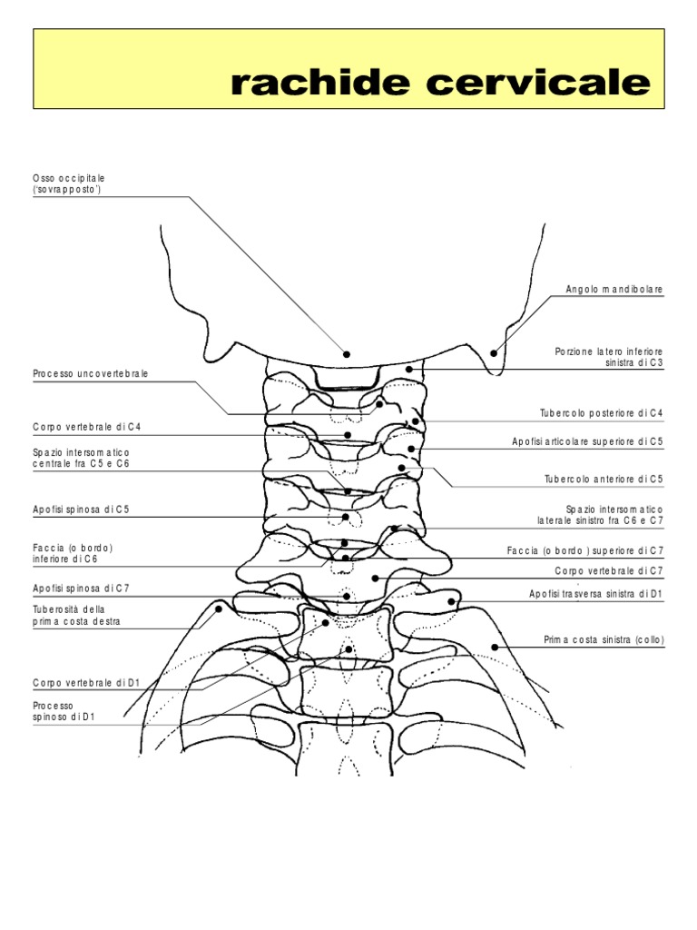 Rachide Cervicale | PDF