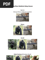 Download Klasifikasi monyet by Muhammad Ridho Ansyari SN123415493 doc pdf