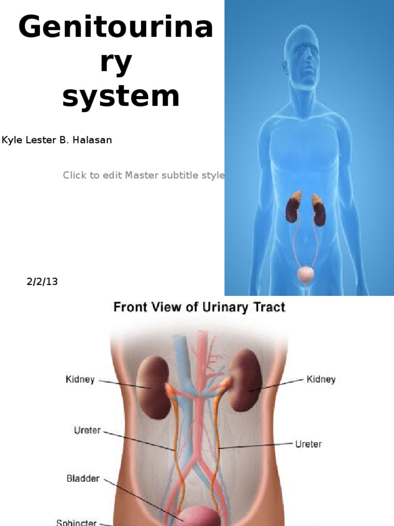 Genitourinary System Overview | PDF | Cooking, Food & Wine