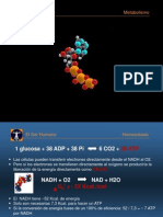 ALH (03) Homeostasis