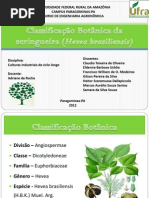 Classificação Botânica sa seringueira (Hevea brasiliensis)