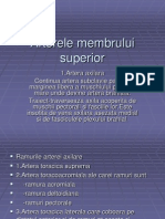 Arterele Membrului Superior