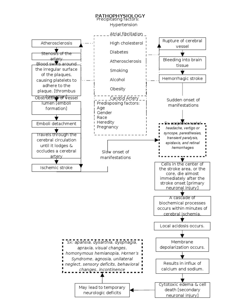 Cerebrovascular Accident Pathophysiology | PDF | Stroke ...
