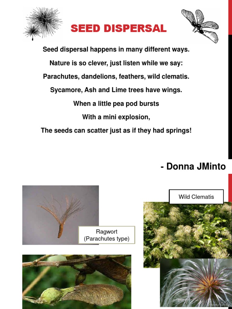 Explosive Seed Dispersal Mechanisms | PDF | Seed | Fruit