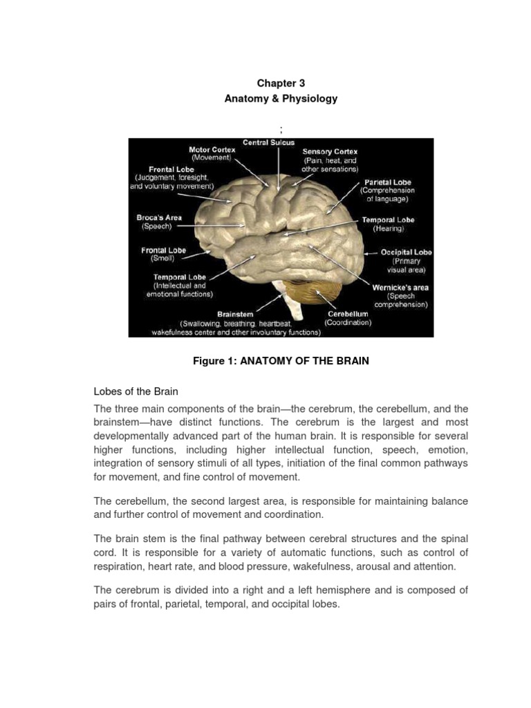 Anatomy and Physiology of the Brain | PDF | Cerebrum | Brainstem