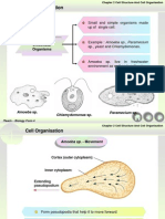 Unicellular Organisms