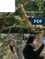 Pileated Gibbon: (Hylobates Pileatus)