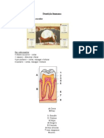 Dentição Humana