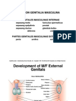 Organon Genitalia Masculina: Partes Genitales Masculinae Internae