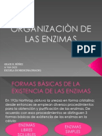 Organización de Las Enzimas