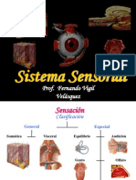 Sistema Sensorial-FVV