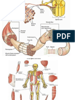 Muscles of Fore Limb