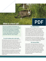 Dealing with Feral Cats