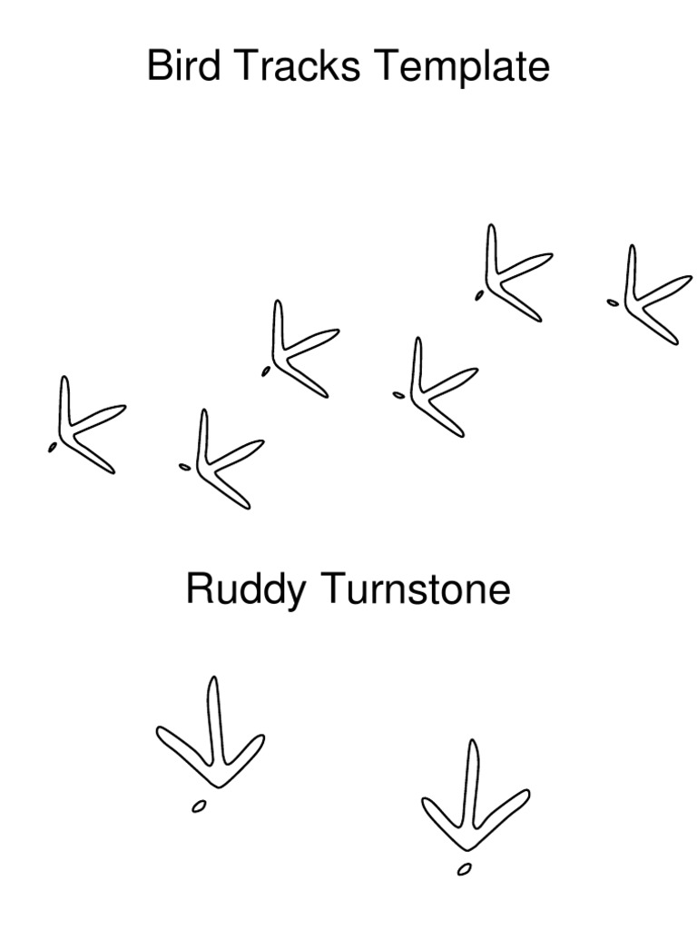 Bird Tracks Template | PDF