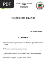 Pelagem Dos Equinos