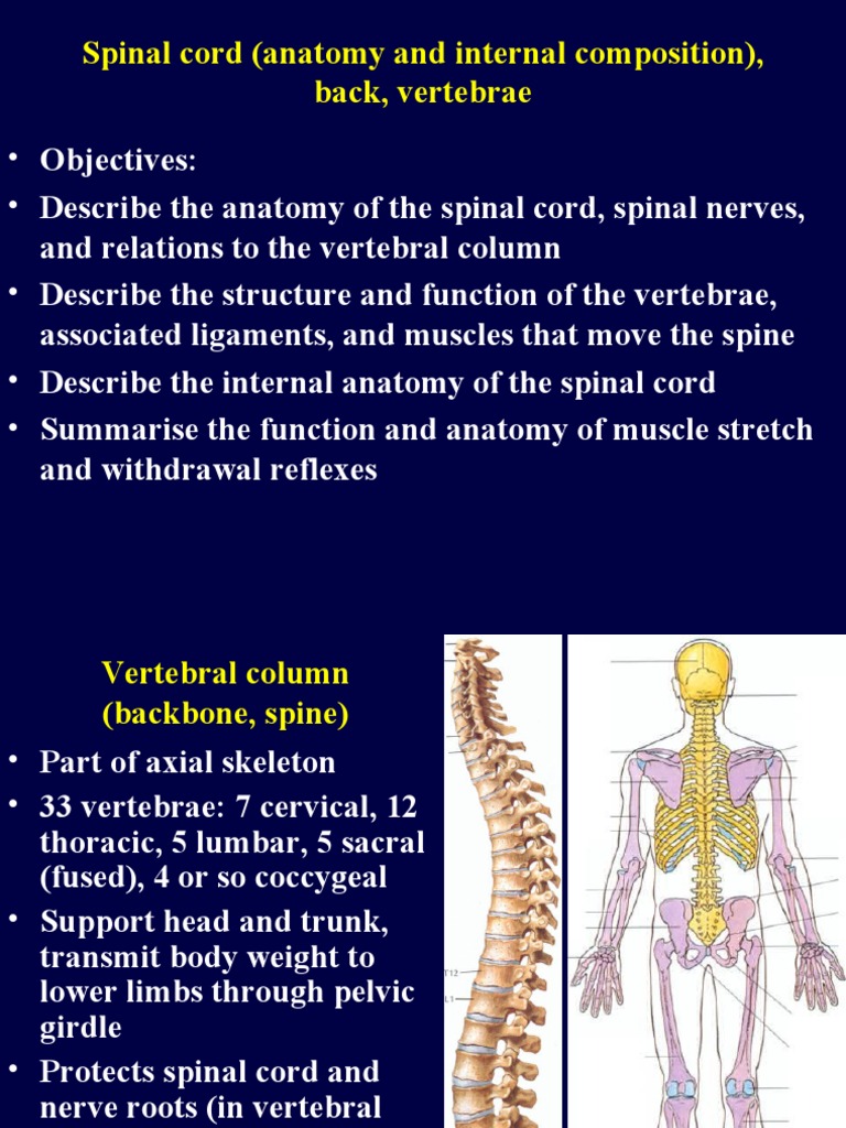 Spinal Cord and Vertebral Anatomy Overview | PDF | Vertebral Column ...