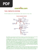 Download THE LYMPHATIC SYSTEM by Examvillecom SN12444246 doc pdf