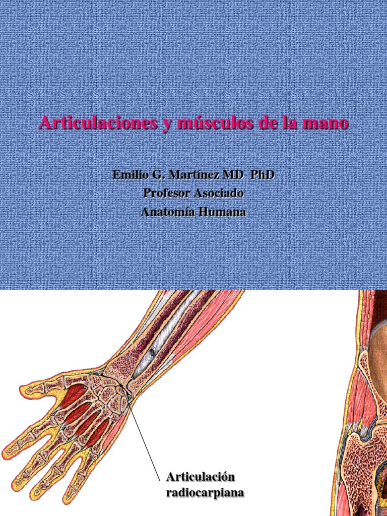 Articulaciones Y Músculos De La Mano