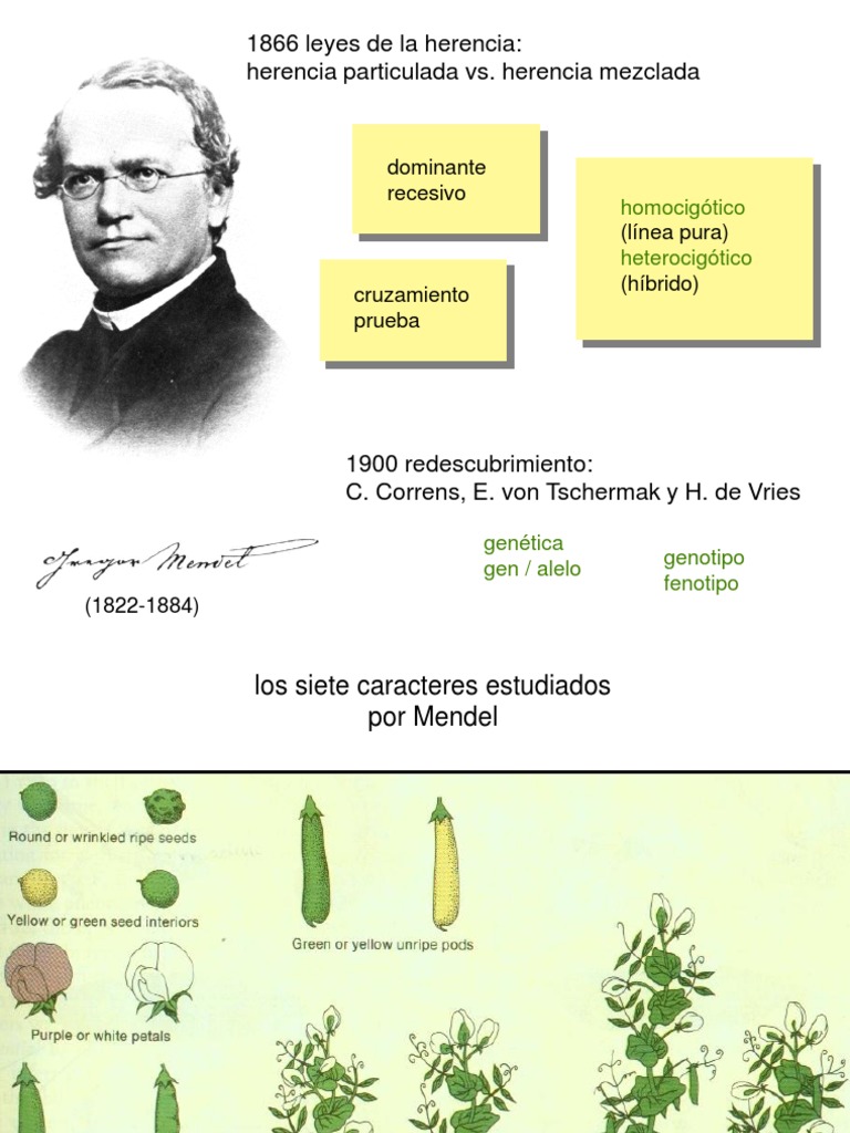 Leyes de Mendel 1204758060308744 4 PDF