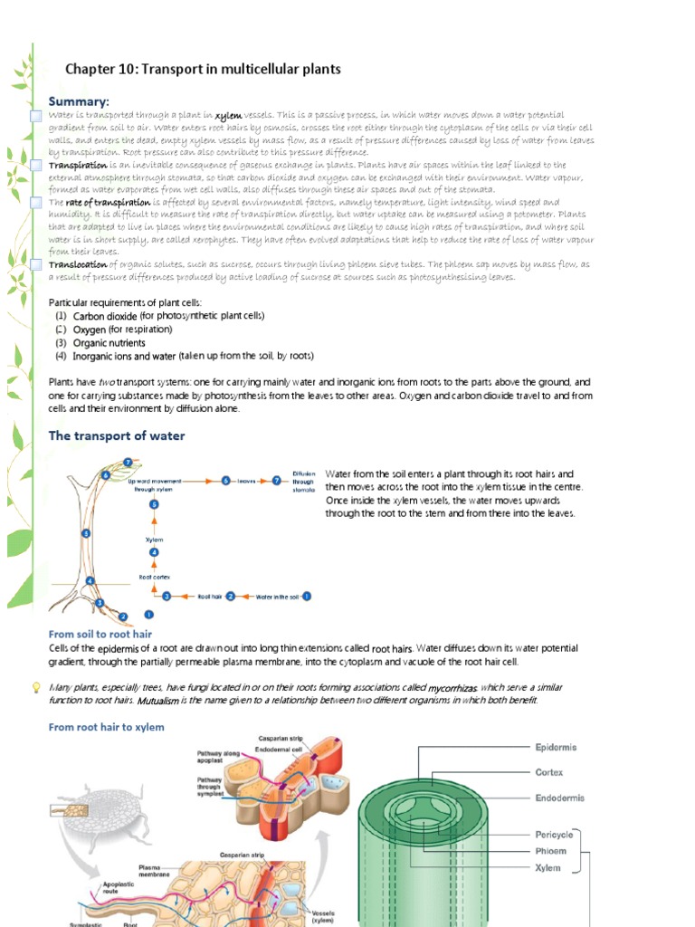 Plant Water Transport Explained | PDF | Stoma | Root