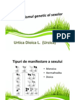 Determinismul Genetic Al Sexelor - Urtica Dioica