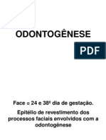 Odontogênese: formação dos dentes desde o botão até a erupção