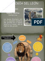 Etologia Del Leon..2 PDF