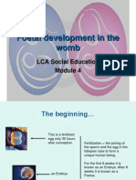 Baby's Development in Womb