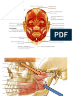 MUSCULOS