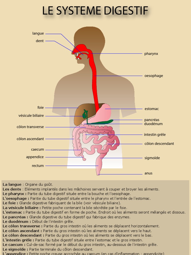 évaluation Svt Appareil Digestif 5ème Pdf Systdigest.pdf | Appareil digestif humain | Tractus gastro-intestinal