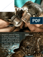 Platypus: Abdul Majid Hasani XI - IA 4 01