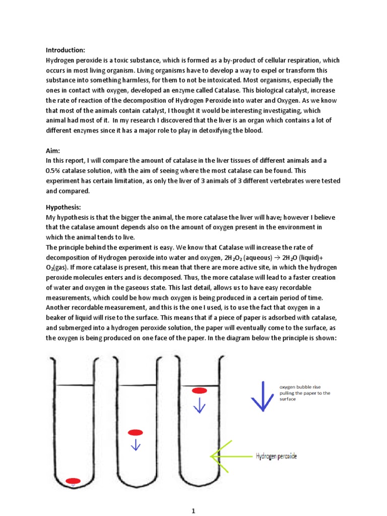 Lab Report Enzymes! Catalase Peroxide