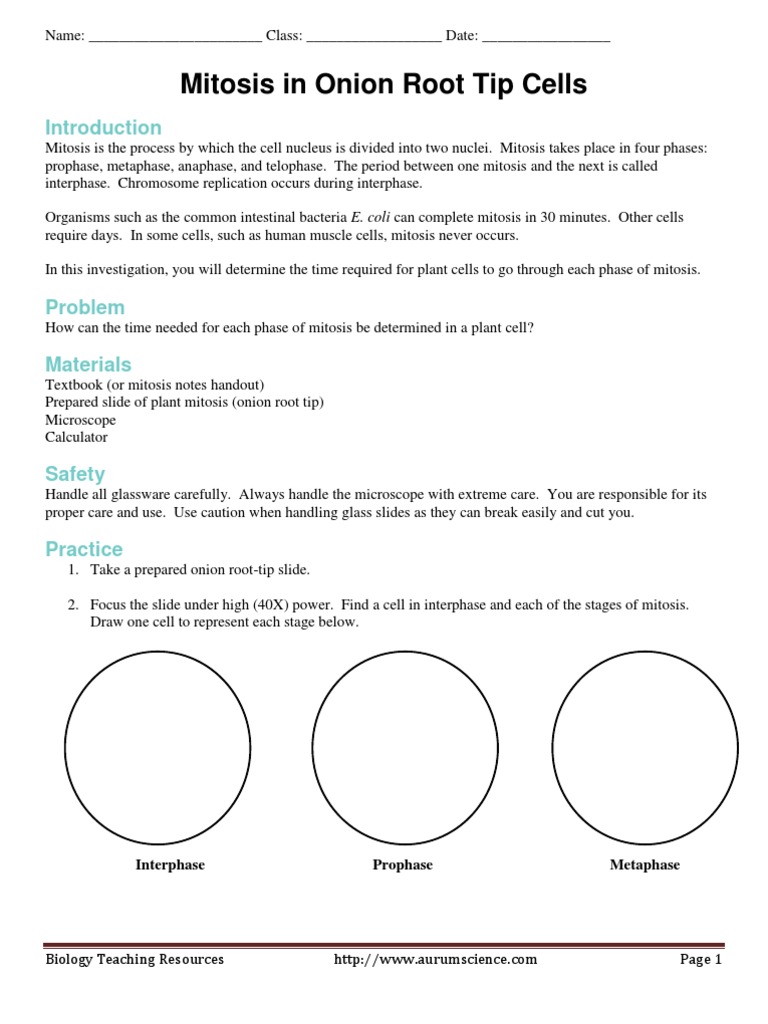 Mitosis in Onion Root Tip Cells Lab  Mitosis  Cell Cycle With Onion Cell Mitosis Worksheet Answers