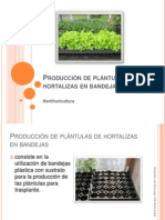 Producción de Plántulas de Hortalizas en Bandejas