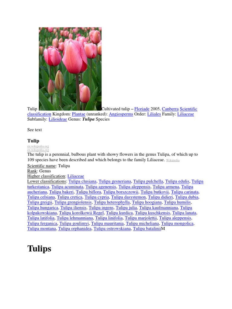 transliteration of tulip), is a genus of flowering plants in the 