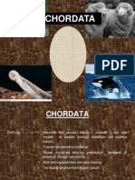 Chordata