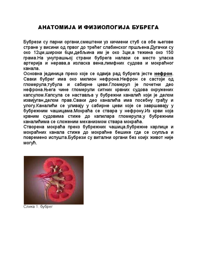 Anatomija I Fiziologija Bubrega | PDF
