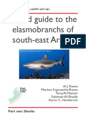 English Sharks Web PDF, PDF, Elasmobranchii