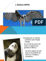 El Águila Arpía