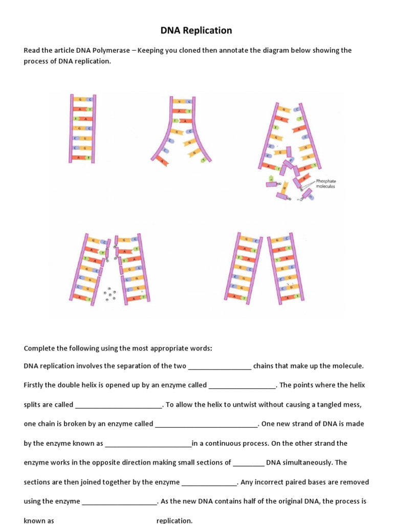 DNA Replication Worksheet In Dna And Replication Worksheet