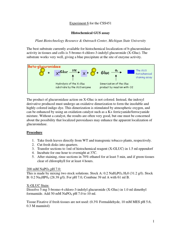 Plant Biotech Histochemical GUS Assay | PDF | Wellness | Science ...