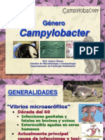 Campylobacter 2013