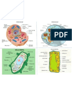 Celula Animal y Vegetal