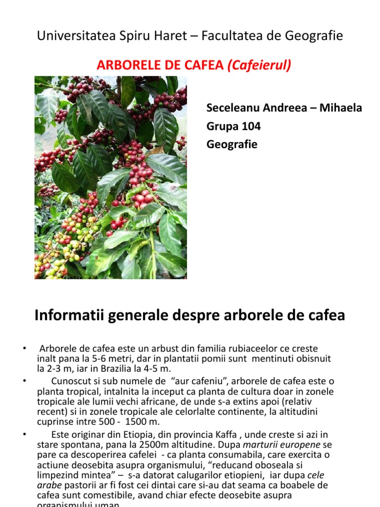 Arborele De Cafea