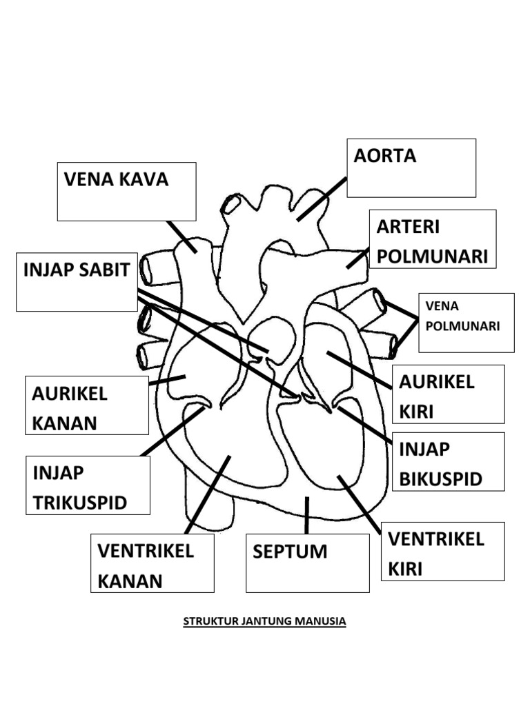 Jantung | PDF
