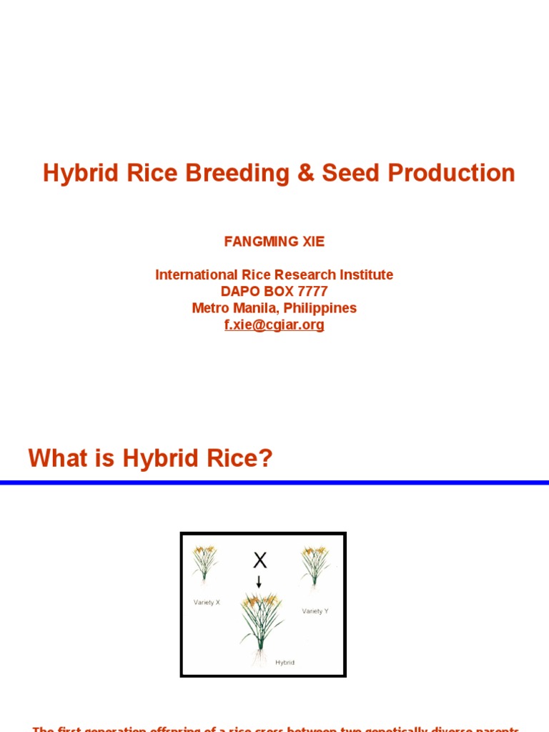 Hybrid Rice Breeding and Production Guide | PDF | Rice | Plant Breeding