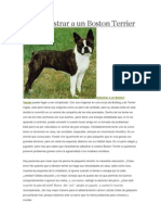 Para Adiestrar a Un Boston Terrier