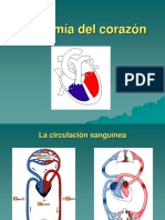 12) - Anatomía Del Corazón